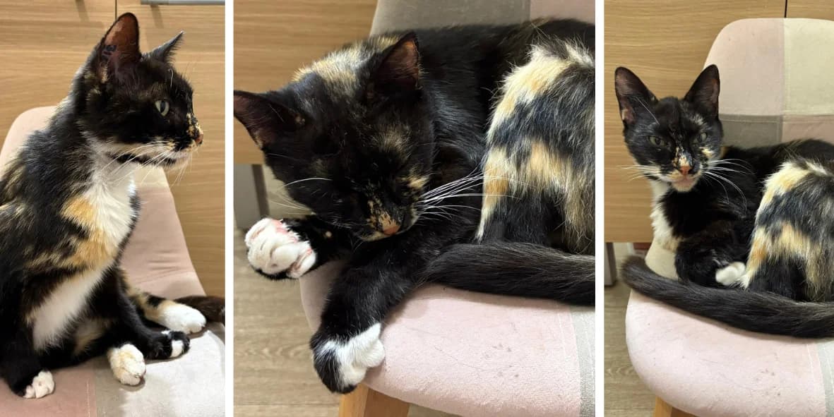 Ecaille, 4yo Mixed Breed for adoption at Orfélins, orfelins