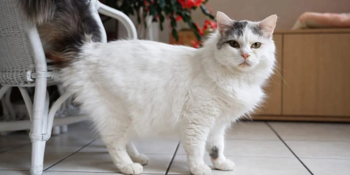 Sitka, male senior Mixed Breed for adoption at Orfélins, orfelins
