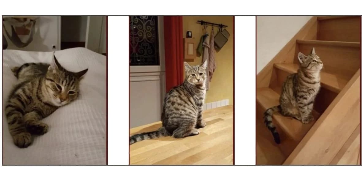 Kashi, female 7yo Mixed Breed for adoption at Orfélins, orfelins