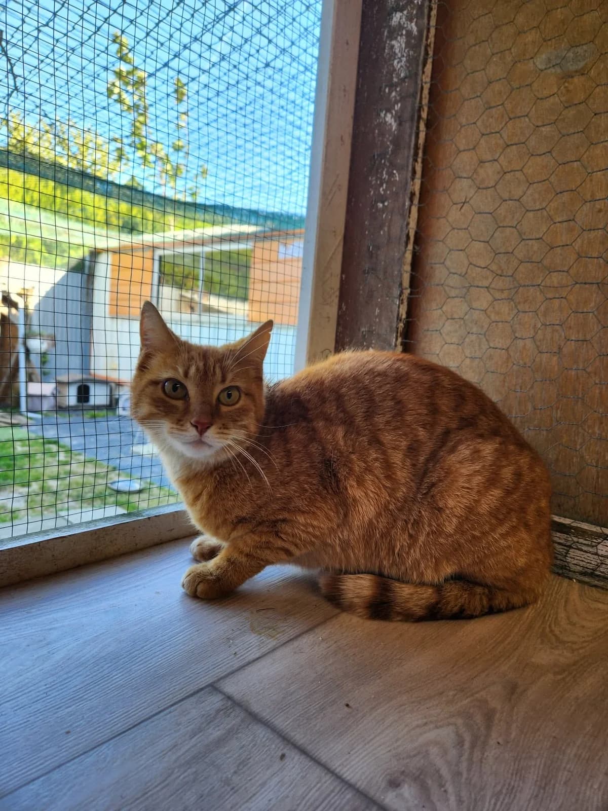 Corail, 7yo Mixed Breed for adoption at Pas Si Bêtes