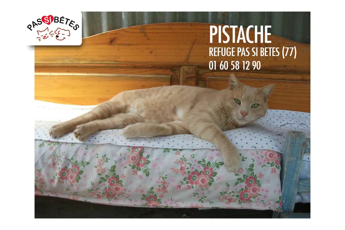 Pistache, Mixed Breed for adoption at Pas Si Bêtes
