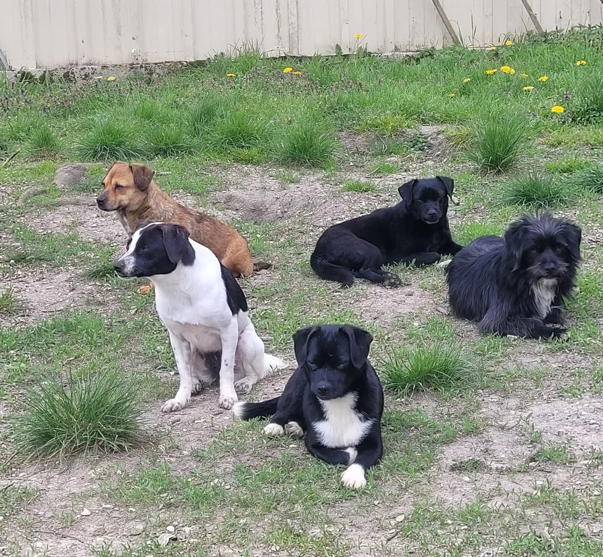 Cannelle & Crystal +3, male Mixed Breed for adoption at Pas Si Bêtes