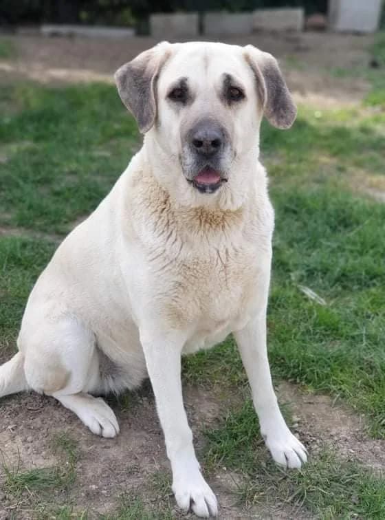 Princesse, female Mixed Breed for adoption at Pas Si Bêtes