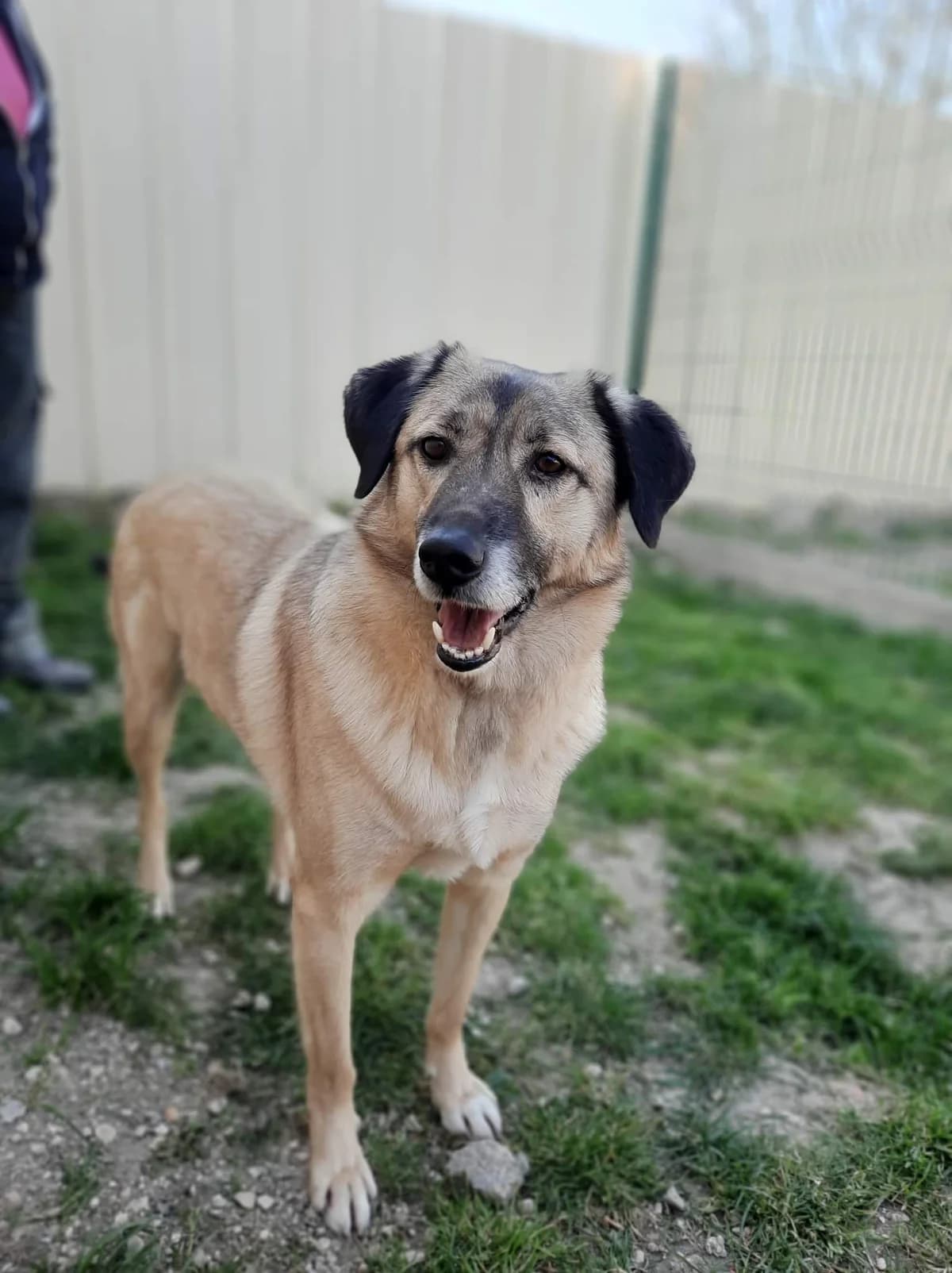 Armando, male Mixed Breed for adoption at Pas Si Bêtes
