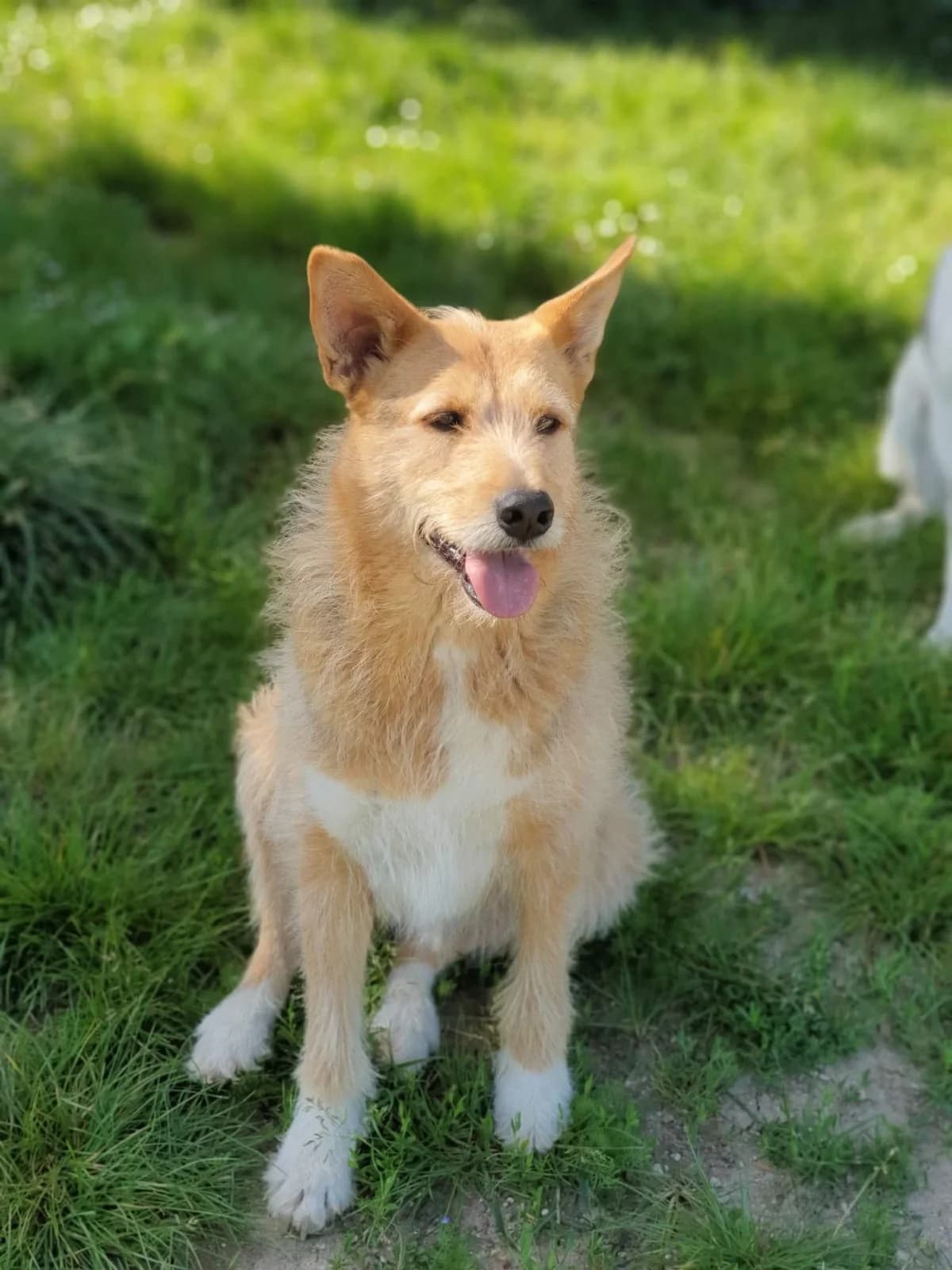 Semechka, female Mixed Breed for adoption at Pas Si Bêtes