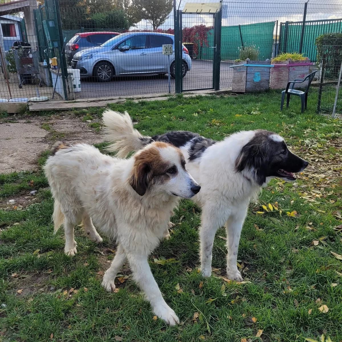 Texas & Tao, Mixed Breed for adoption at Pas Si Bêtes
