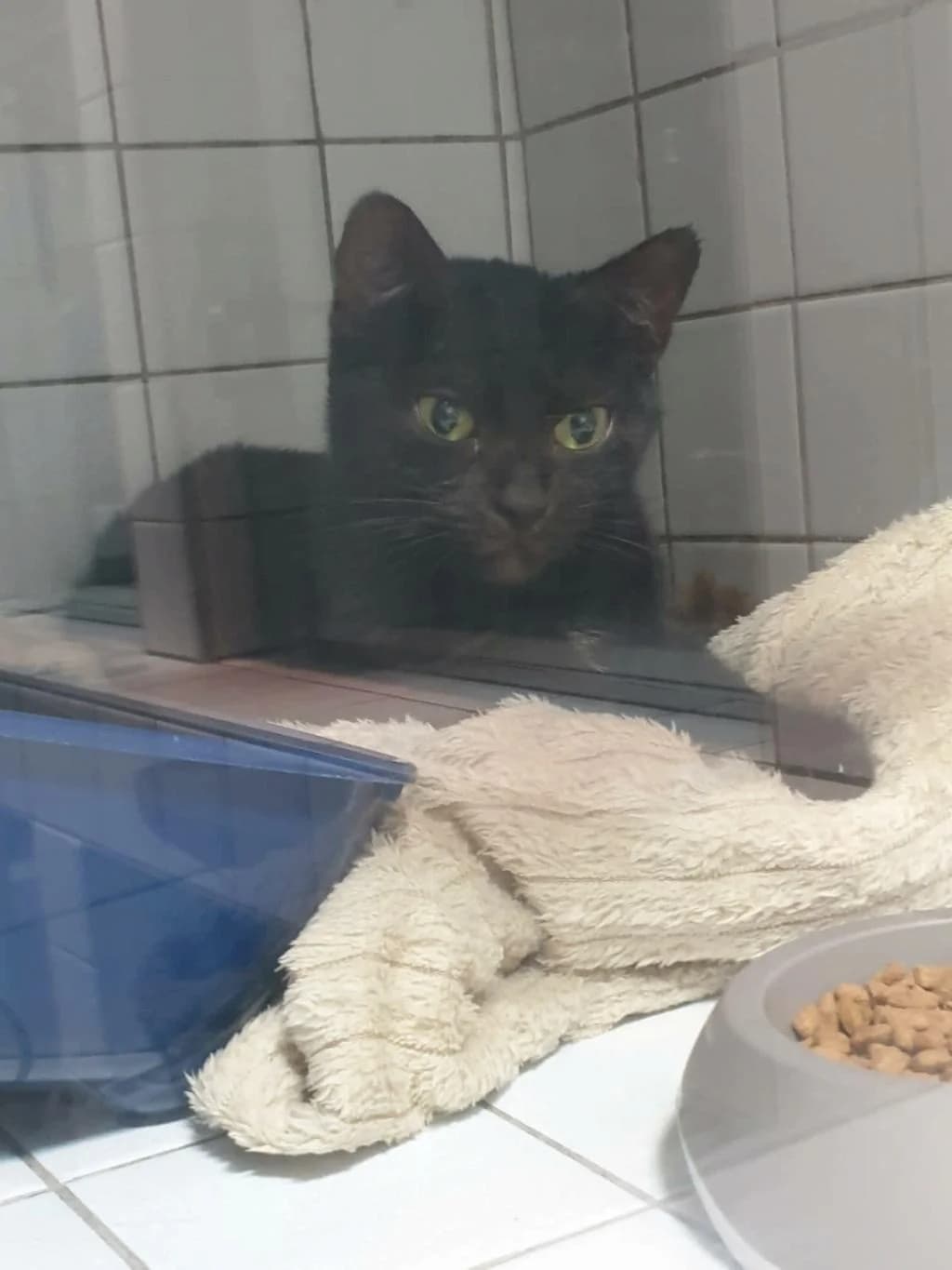 DAVANA, female young European Shorthair for adoption at La Patte de l