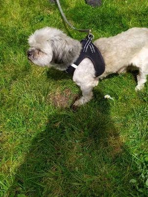 EDGAR, male senior Mixed Breed for adoption at La Patte de l