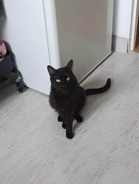SYDNEY, male young European Shorthair for adoption at La Patte de l