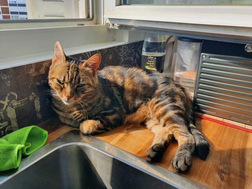 TEXAS, female 3yo European Shorthair for adoption at La Patte de l