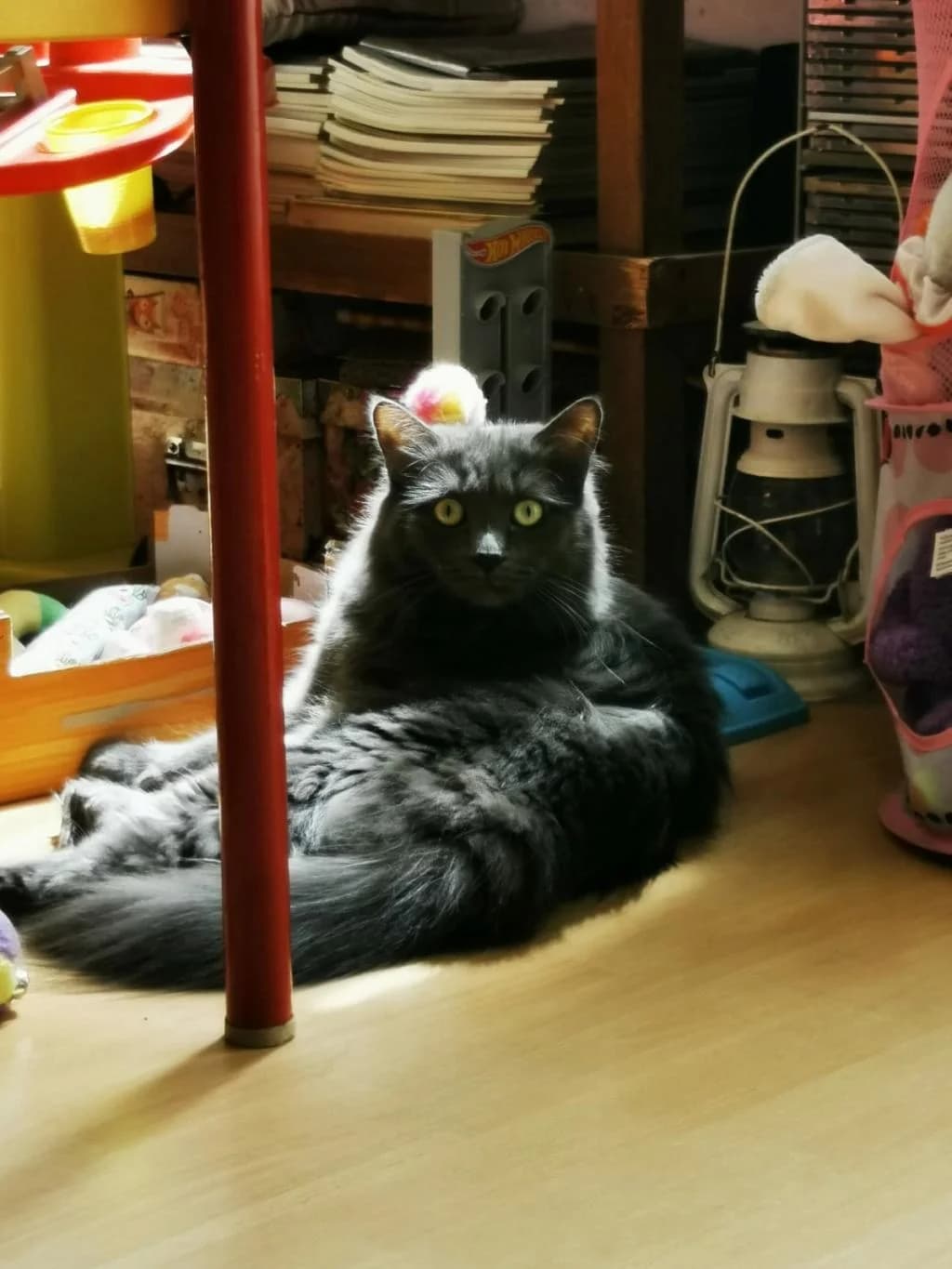 TROTTINETTE, female young Siamese for adoption at La Patte de l