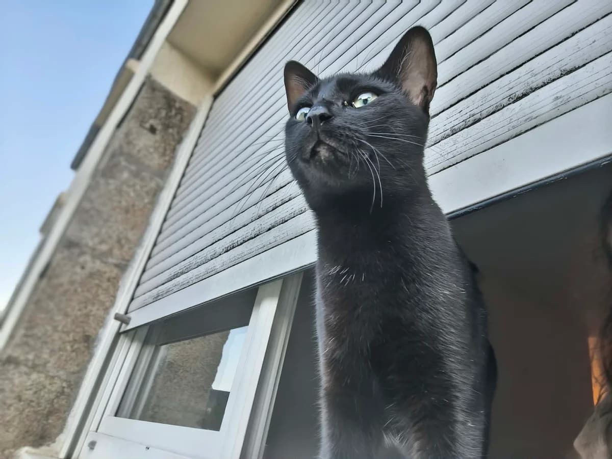 Arty, male young mixed breed for adoption at La Patte sur le Cœur BZH