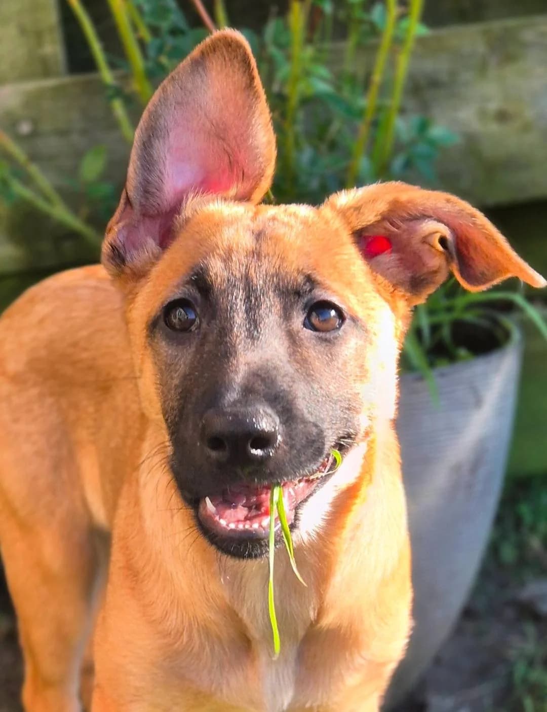 Aubergine, female puppy Belgian Malinois for adoption at La Patte sur le Cœur BZH