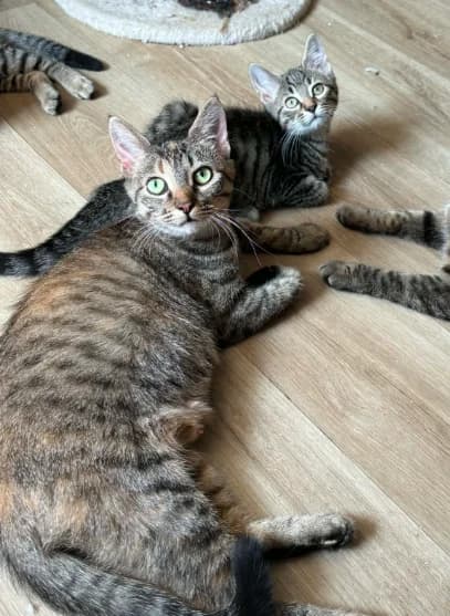 Bruine & Banshee, puppy Mixed Breed for adoption at La Patte sur le Cœur BZH