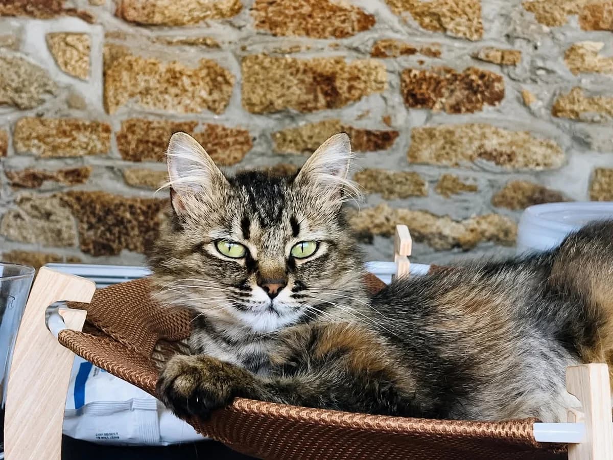 Cheeky, female young mixed breed for adoption at La Patte sur le Cœur BZH