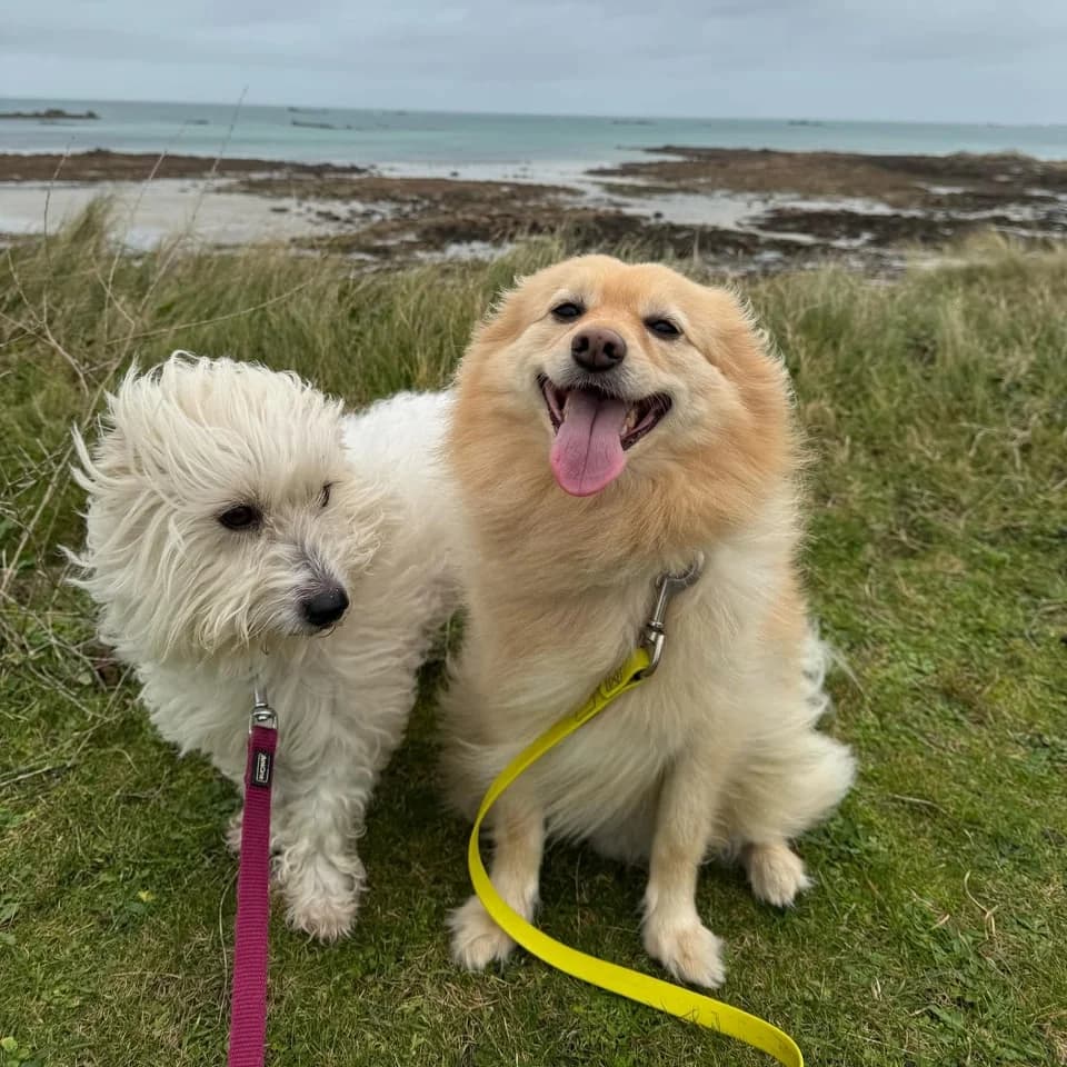 Mady & Rocket, senior mixed breed for adoption at La Patte sur le Cœur BZH