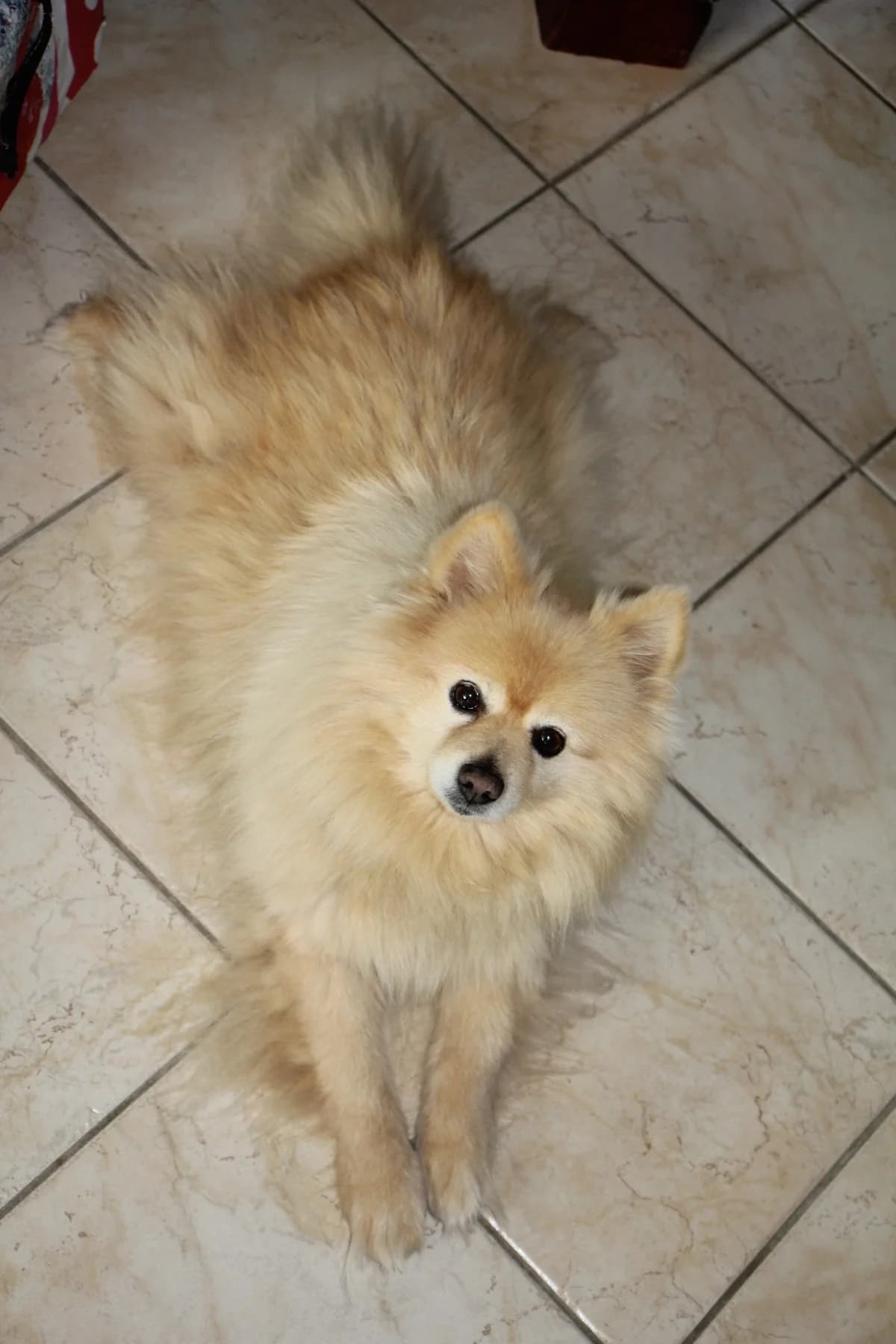 Moka, male senior mixed breed for adoption at La Patte sur le Cœur BZH
