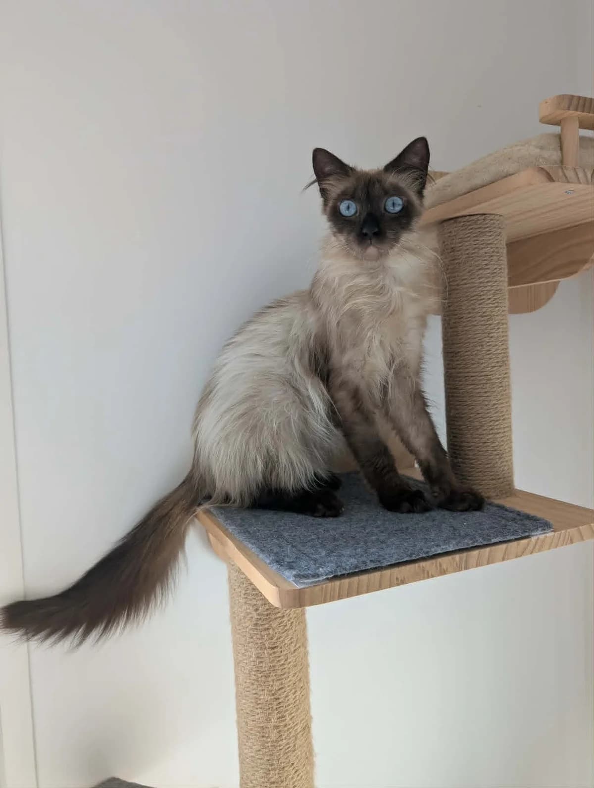 Nala, female 3yo mixed breed for adoption at La Patte sur le Cœur BZH