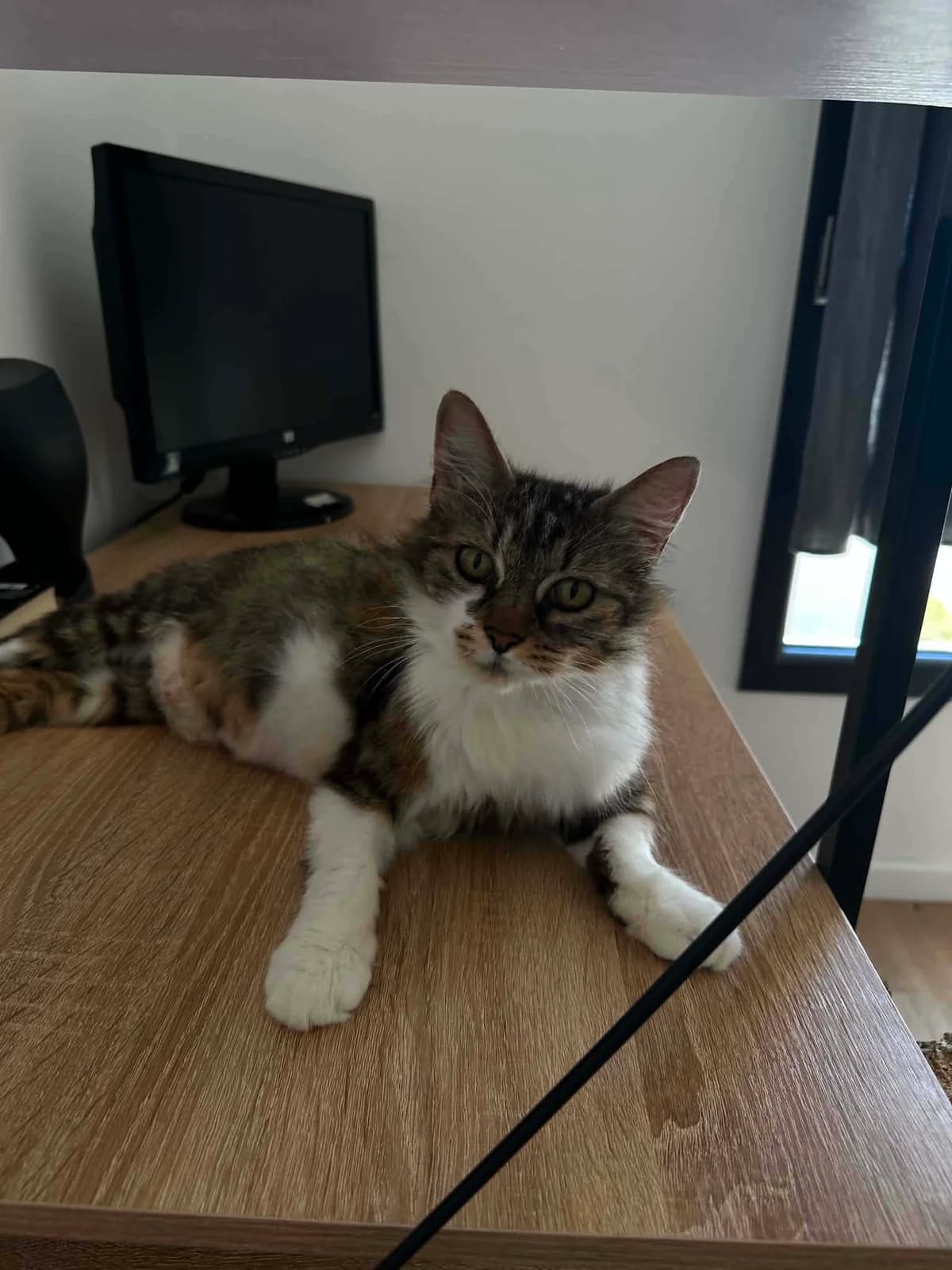 Razzia, female senior mixed breed for adoption at La Patte sur le Cลur BZH