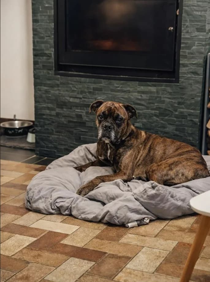 SAX, male 5yo mixed breed for adoption at La Patte sur le Cœur BZH