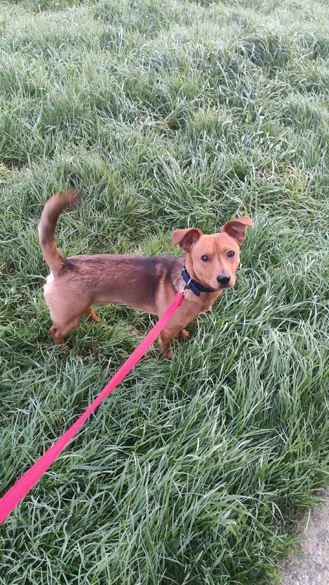 Solaz, male young Mixed Breed for adoption at La Patte sur le Cœur BZH