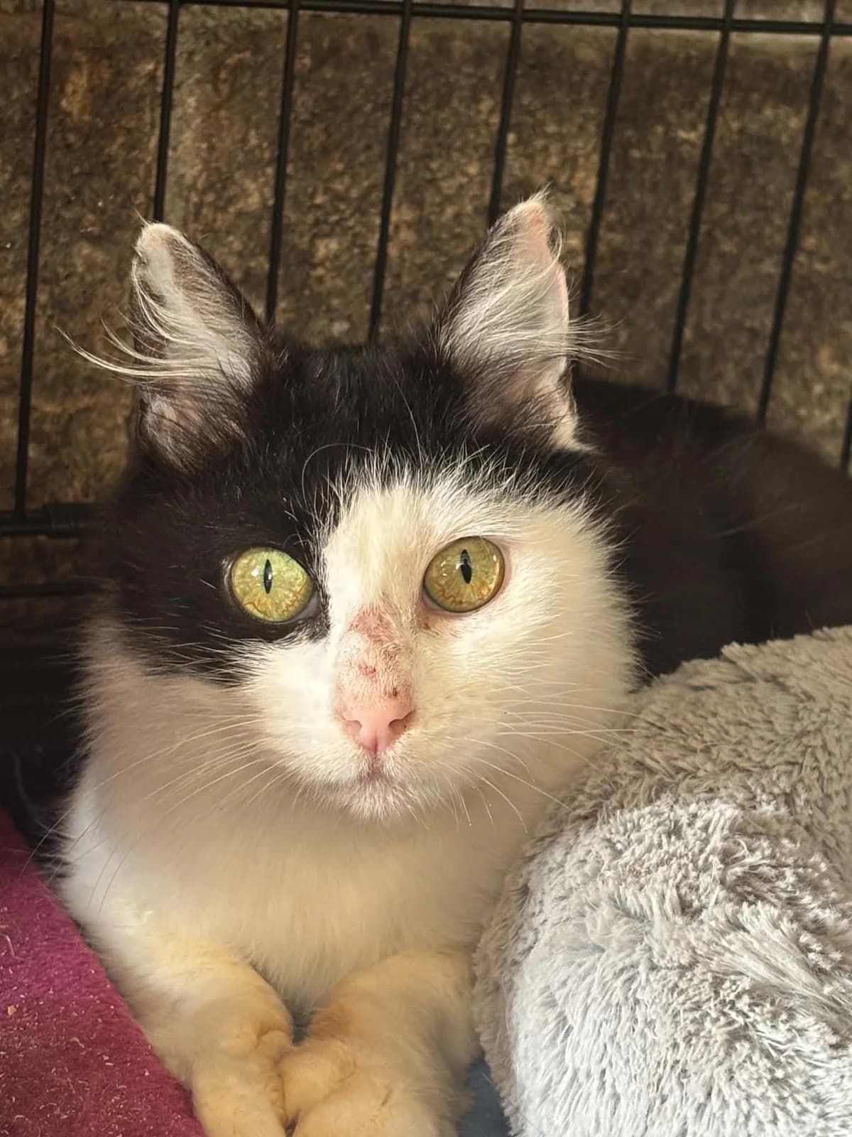 Yris, female young mixed breed for adoption at La Patte sur le Cœur BZH