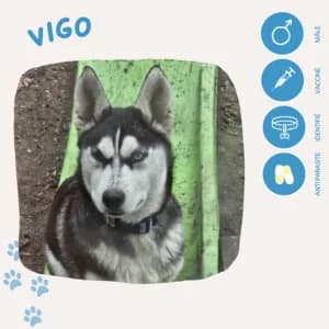 Vigo, male young Husky for adoption at SOS Animaux 23, pet s rescue france