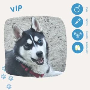 Vip, male young Husky for adoption at SOS Animaux 23, pet s rescue france