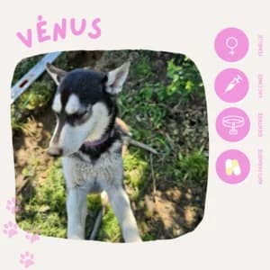 Vénus, female young Husky for adoption at SOS Animaux 23, pet s rescue france