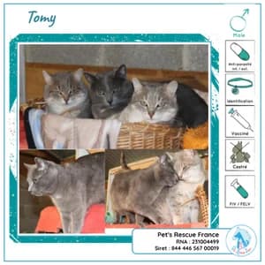 Tomy, male senior European Shorthair for adoption at SOS Animaux 23, pet s rescue france