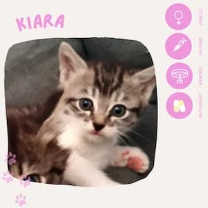 KIARA, female 4yo European Shorthair for adoption at SOS Animaux 23, pet s rescue france