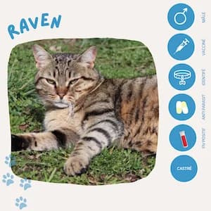 Raven, male senior European Shorthair for adoption at SOS Animaux 23, pet s rescue france