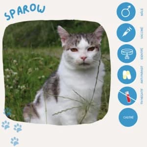 Sparow, male senior European Shorthair for adoption at SOS Animaux 23, pet s rescue france