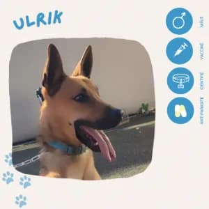 Ulrik, male 3yo Belgian Malinois for adoption at SOS Animaux 23, pet s rescue france