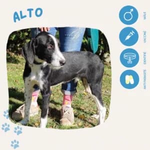 Alto, male young Border Collie for adoption at SOS Animaux 23, pet s rescue france