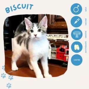 Biscuit, male puppy European Shorthair for adoption at SOS Animaux 23, pet s rescue france