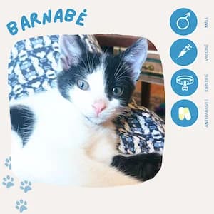 Barnabé, male puppy European Shorthair for adoption at SOS Animaux 23, pet s rescue france