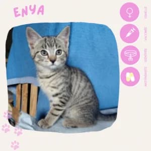 Enya, female puppy European Shorthair for adoption at SOS Animaux 23, pet s rescue france