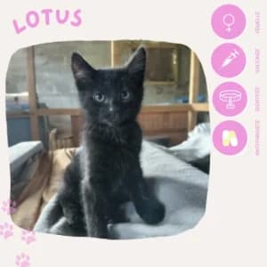 Lotus, female puppy European Shorthair for adoption at SOS Animaux 23, pet s rescue france