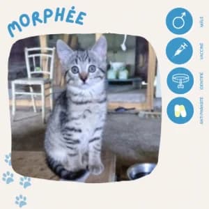 Morphée, male puppy European Shorthair for adoption at SOS Animaux 23, pet s rescue france