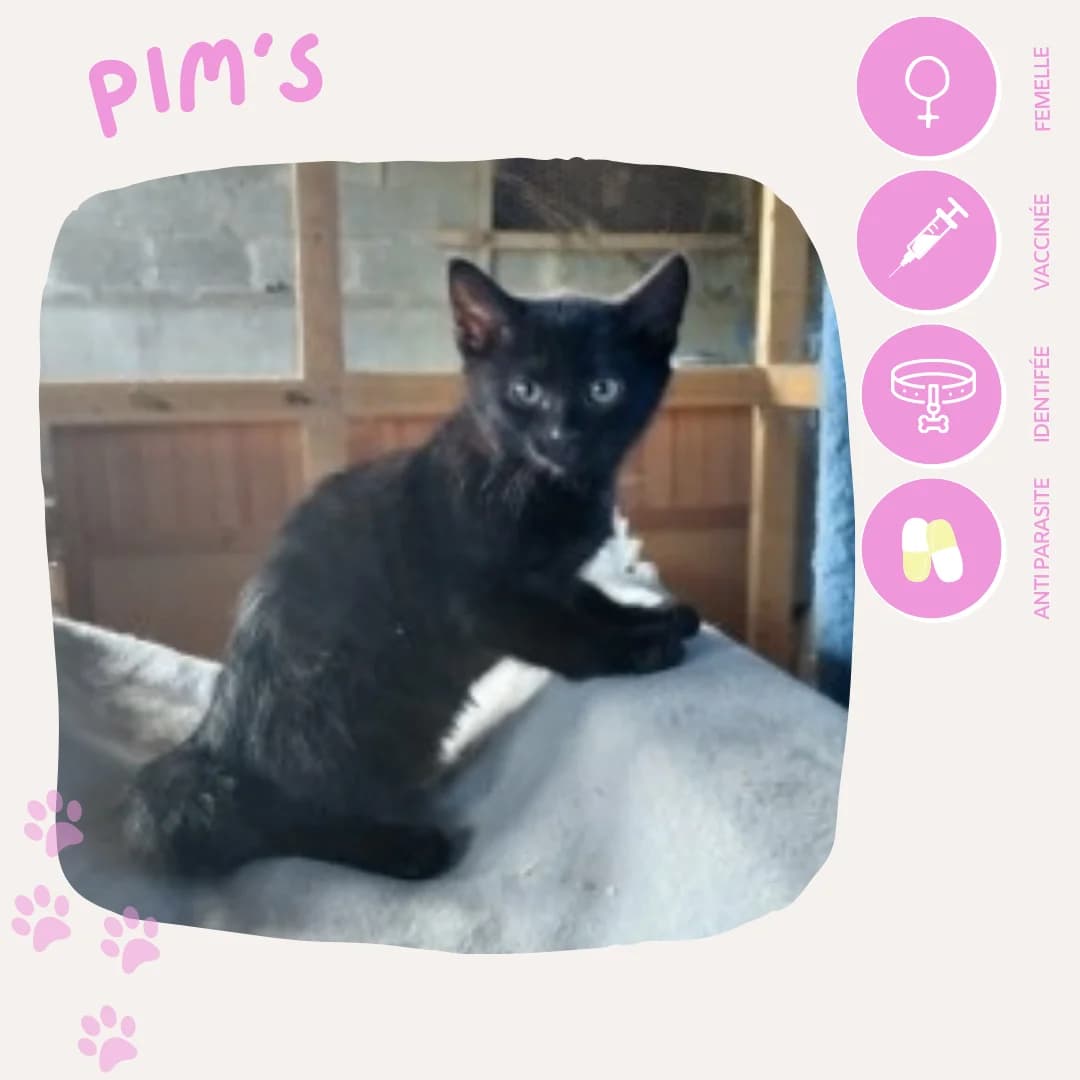 Pim’s, female puppy European Shorthair for adoption at SOS Animaux 23, pet s rescue france