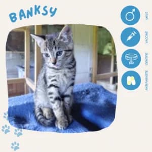 Banksy, male puppy European Shorthair for adoption at SOS Animaux 23, pet s rescue france