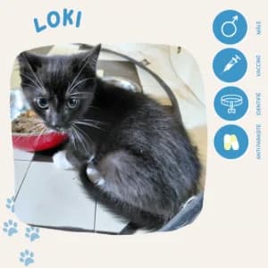 Loki, male puppy European Shorthair for adoption at SOS Animaux 23, pet s rescue france