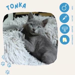 Tonka, male puppy European Shorthair for adoption at SOS Animaux 23, pet s rescue france