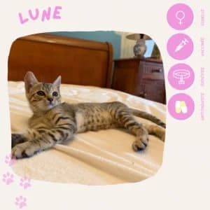 Lune, female puppy European Shorthair for adoption at SOS Animaux 23, pet s rescue france