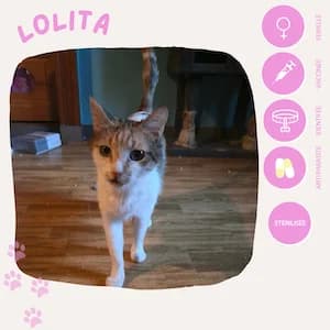 Lolita, female puppy European Shorthair for adoption at SOS Animaux 23, pet s rescue france