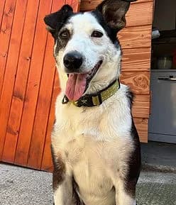 Tobby, male 5yo Jack Russell Terrier for adoption at Les Petites Patounes Normandes