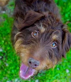 Ulysse, male young Mixed Breed for adoption at Les Petites Patounes Normandes