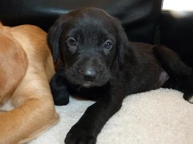 ICE 2 mois x labraodr (en FA 26210), Mixed Breed for adoption at Les Petites Patounes