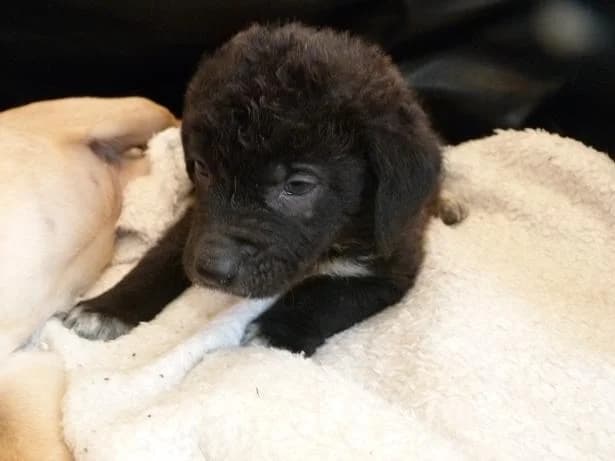 IGLOO 2 mois x labrador (en FA 26210), Mixed Breed for adoption at Les Petites Patounes